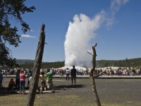 Old faithful....plus thousands of others