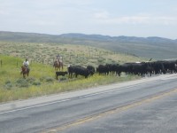 Some cowboys en route moving their cattle