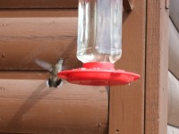 Our first hummingbird spot